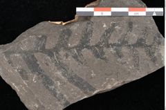 Foto (Detailansicht) von Thaumatopteris muensteri Goeppert (NHMW-GEO-2024-0188-10514)